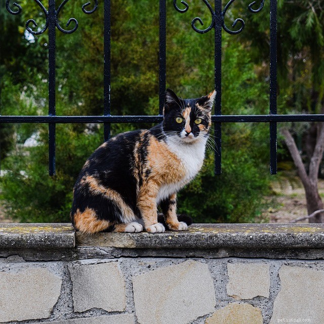 CDC Issues Updated Cat Safety Guidelines During COVID‑19