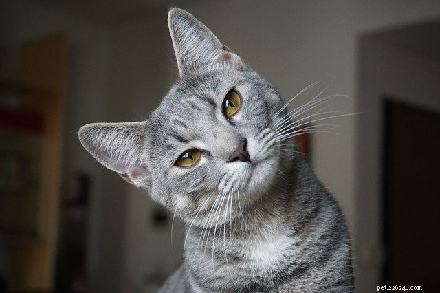 Cats and COVID-19: What Owners Need to Know