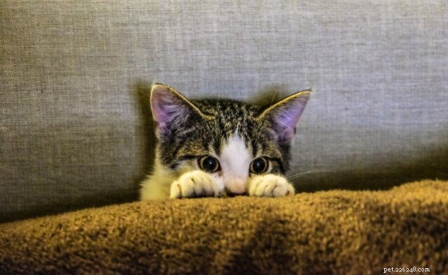 Cats and COVID-19: What Owners Need to Know