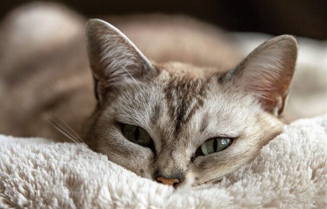 Cats and COVID-19: What Owners Need to Know