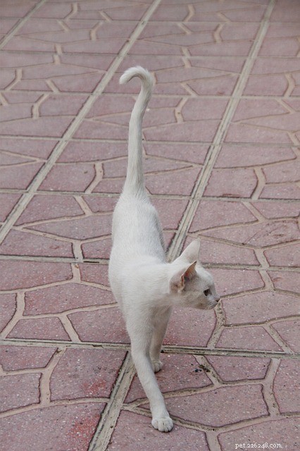 9 Critical Signs of Diabetes in Cats You Must Spot
