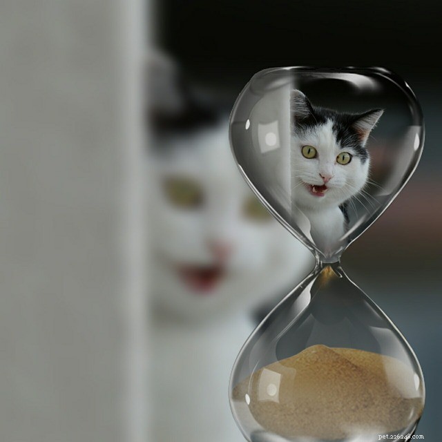 9 Critical Signs of Diabetes in Cats You Must Spot