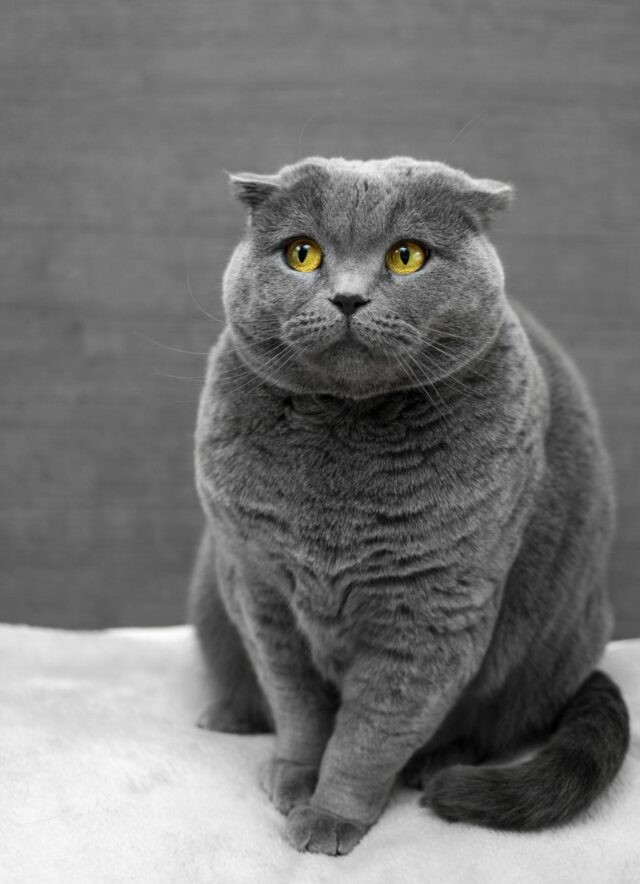 9 Critical Signs of Diabetes in Cats You Must Spot