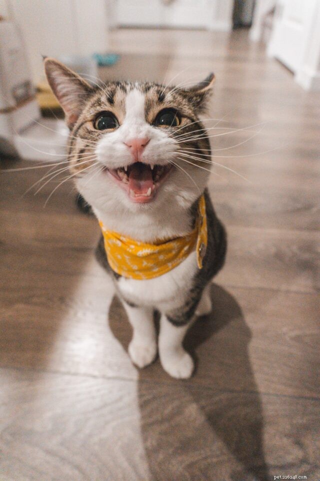 9 Critical Signs of Diabetes in Cats You Must Spot