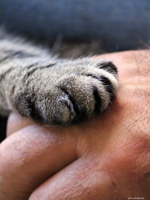 9 Critical Signs of Diabetes in Cats You Must Spot