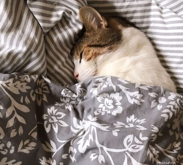 7 Proven Ways to Keep Your Senior Cat Happy & Youthful