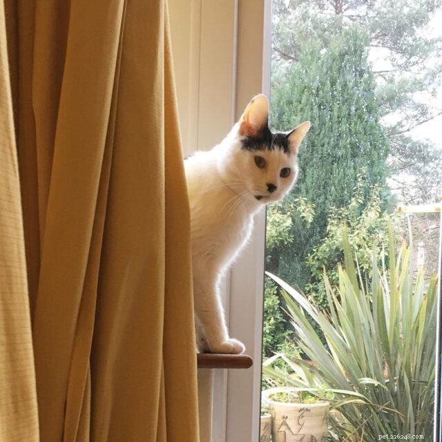 7 Proven Ways to Keep Your Senior Cat Happy & Youthful