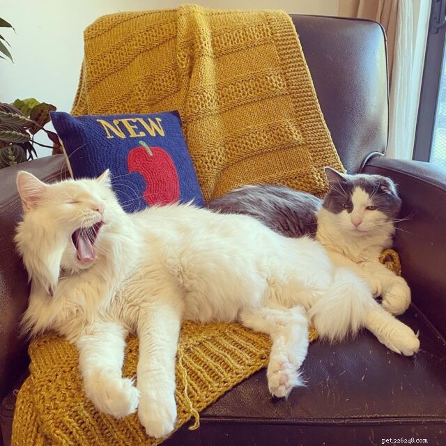 7 Proven Ways to Keep Your Senior Cat Happy & Youthful