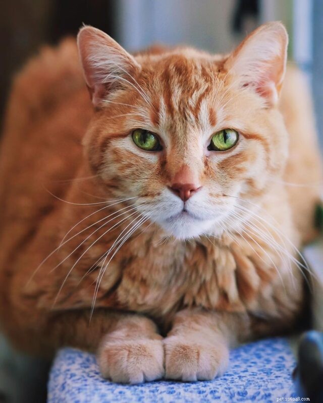 7 Proven Ways to Keep Your Senior Cat Happy & Youthful