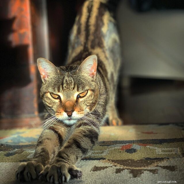7 Proven Ways to Keep Your Senior Cat Happy & Youthful