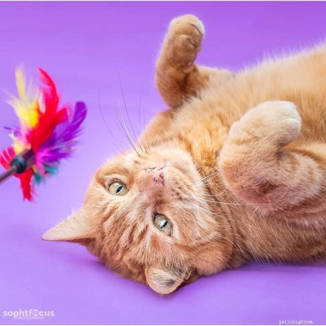 7 Proven Ways to Keep Your Senior Cat Happy & Youthful