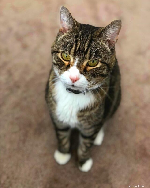 7 Proven Ways to Keep Your Senior Cat Happy & Youthful