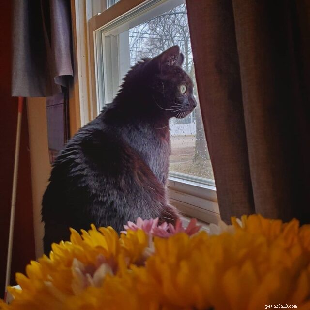 7 Proven Ways to Keep Your Senior Cat Happy & Youthful