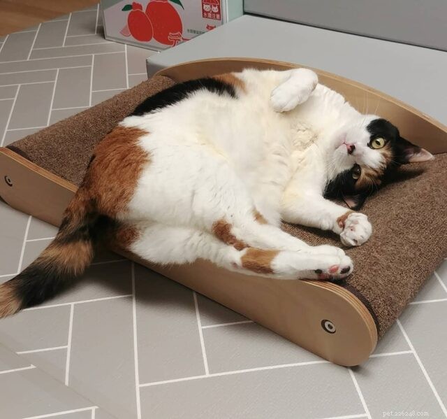 7 Proven Ways to Keep Your Senior Cat Happy & Youthful