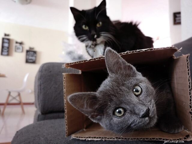 New Study Finds Cats Have More Personality Types Than Previously Thought