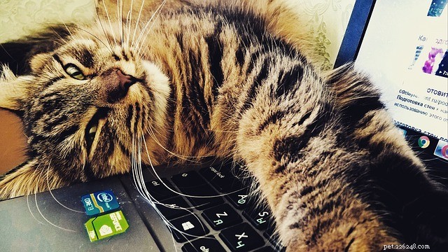 New Study Finds Cats Have More Personality Types Than Previously Thought