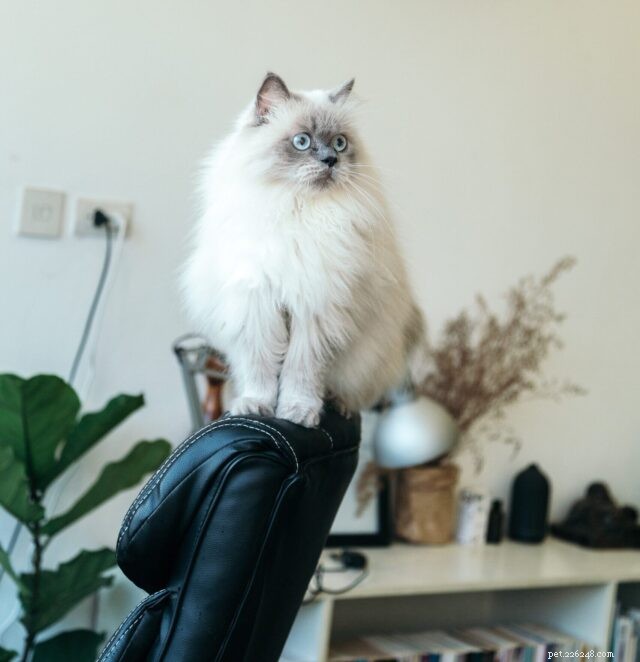New Study Finds Cats Have More Personality Types Than Previously Thought