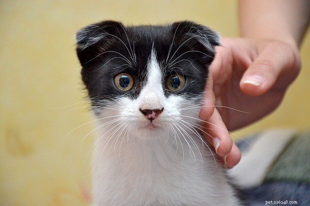 New Study Finds Cats Have More Personality Types Than Previously Thought
