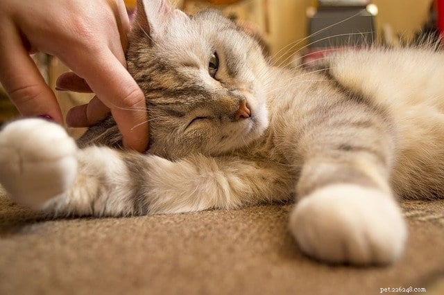 New Study Finds Cats Have More Personality Types Than Previously Thought