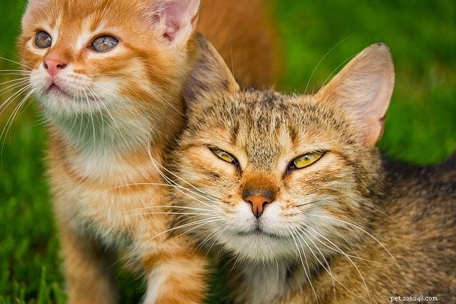 New Study Finds Cats Have More Personality Types Than Previously Thought