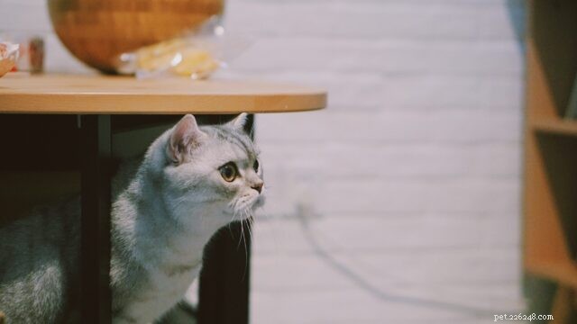 New Study Finds Cats Have More Personality Types Than Previously Thought