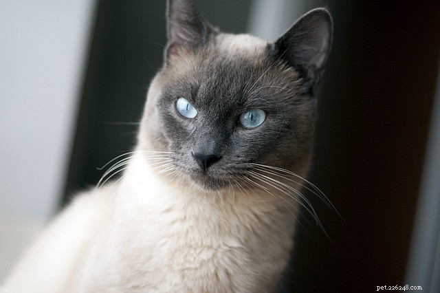 New Study Finds Cats Have More Personality Types Than Previously Thought
