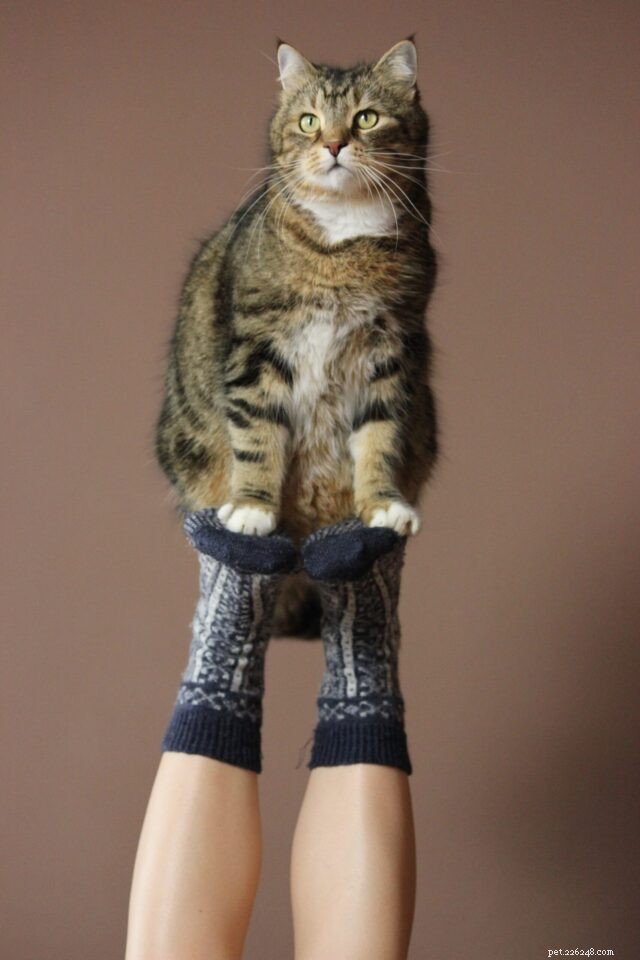 New Study Finds Cats Have More Personality Types Than Previously Thought
