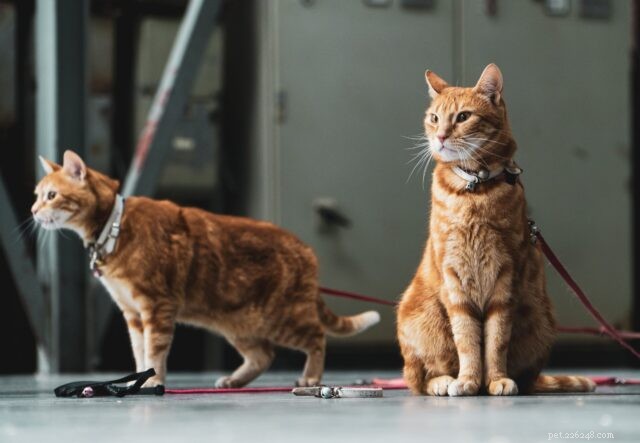 21 Cat Breeds That Behave Like Dogs: Find Your Dog‑Like Feline Companion