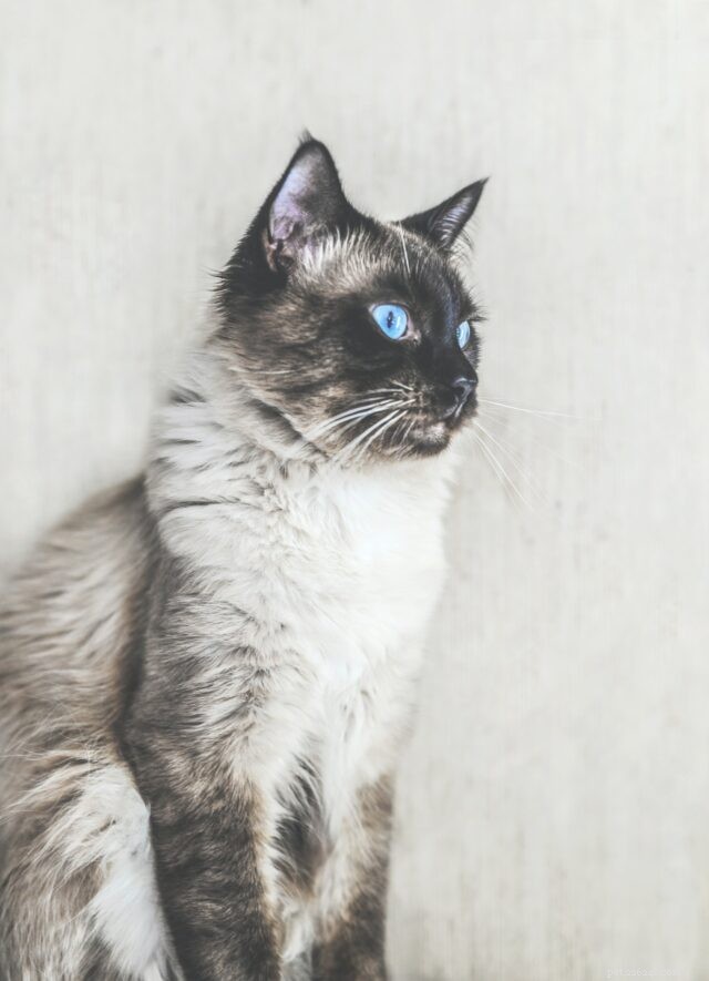 21 Cat Breeds That Behave Like Dogs: Find Your Dog‑Like Feline Companion