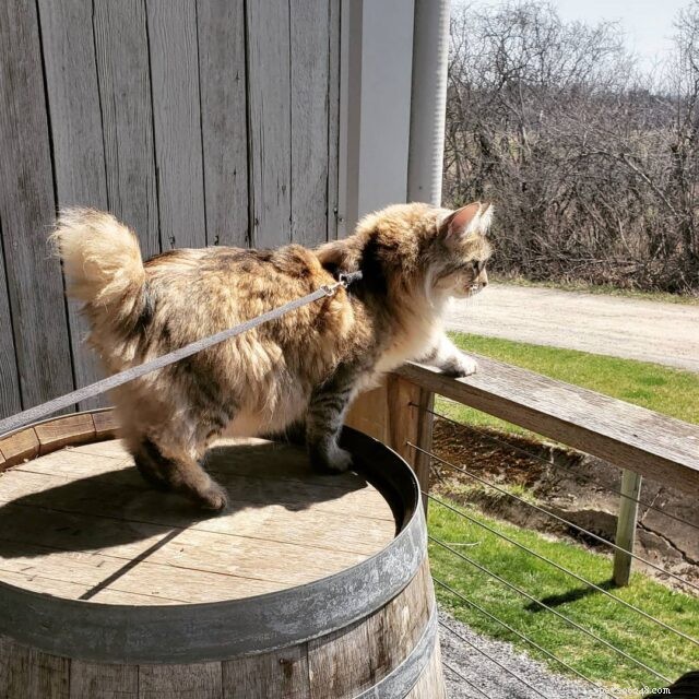21 Cat Breeds That Behave Like Dogs: Find Your Dog‑Like Feline Companion