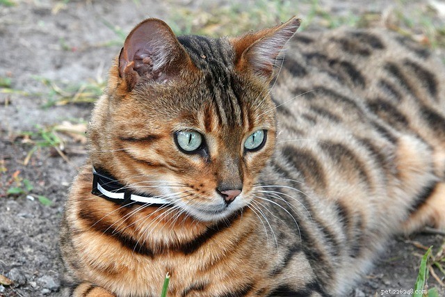 21 Cat Breeds That Behave Like Dogs: Find Your Dog‑Like Feline Companion
