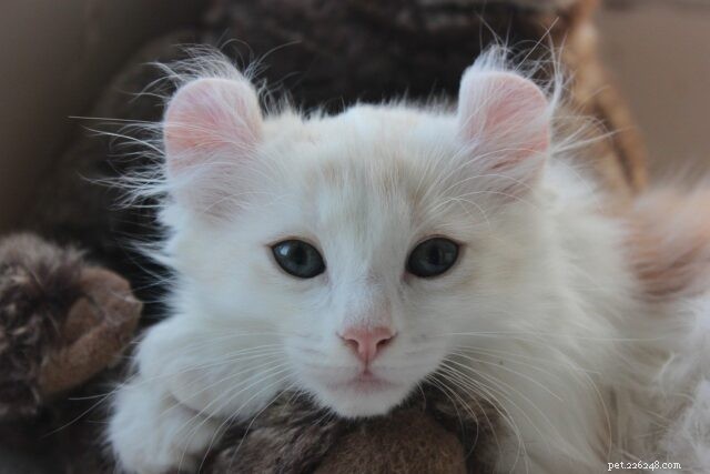 21 Cat Breeds That Behave Like Dogs: Find Your Dog‑Like Feline Companion