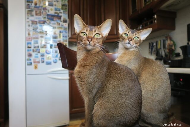 21 Cat Breeds That Behave Like Dogs: Find Your Dog‑Like Feline Companion