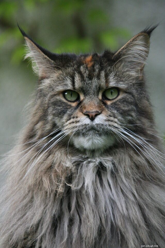 21 Cat Breeds That Behave Like Dogs: Find Your Dog‑Like Feline Companion