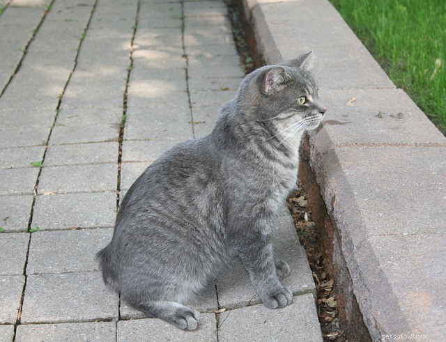 21 Cat Breeds That Behave Like Dogs: Find Your Dog‑Like Feline Companion