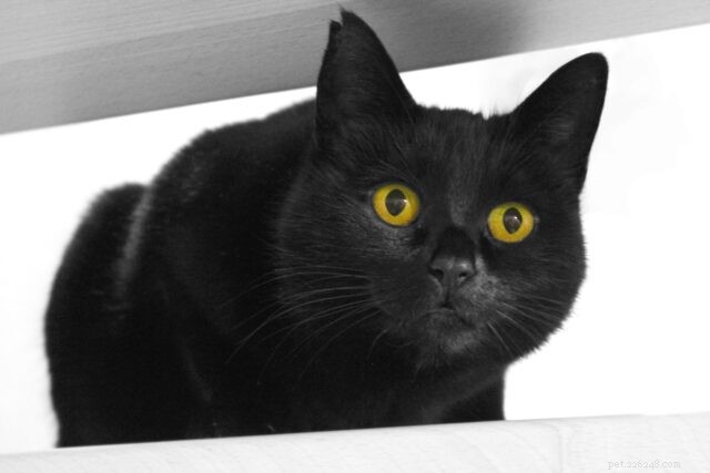 21 Cat Breeds That Behave Like Dogs: Find Your Dog‑Like Feline Companion