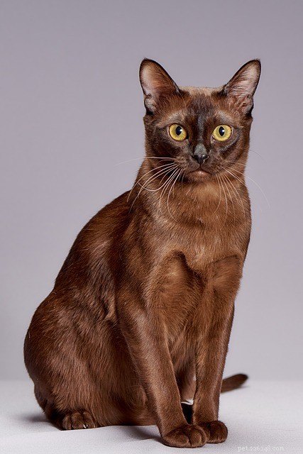 21 Cat Breeds That Behave Like Dogs: Find Your Dog‑Like Feline Companion