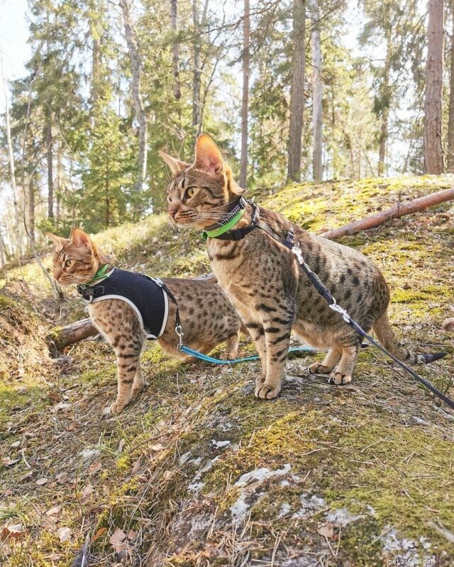 21 Cat Breeds That Behave Like Dogs: Find Your Dog‑Like Feline Companion