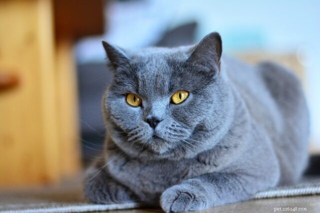 21 Cat Breeds That Behave Like Dogs: Find Your Dog‑Like Feline Companion