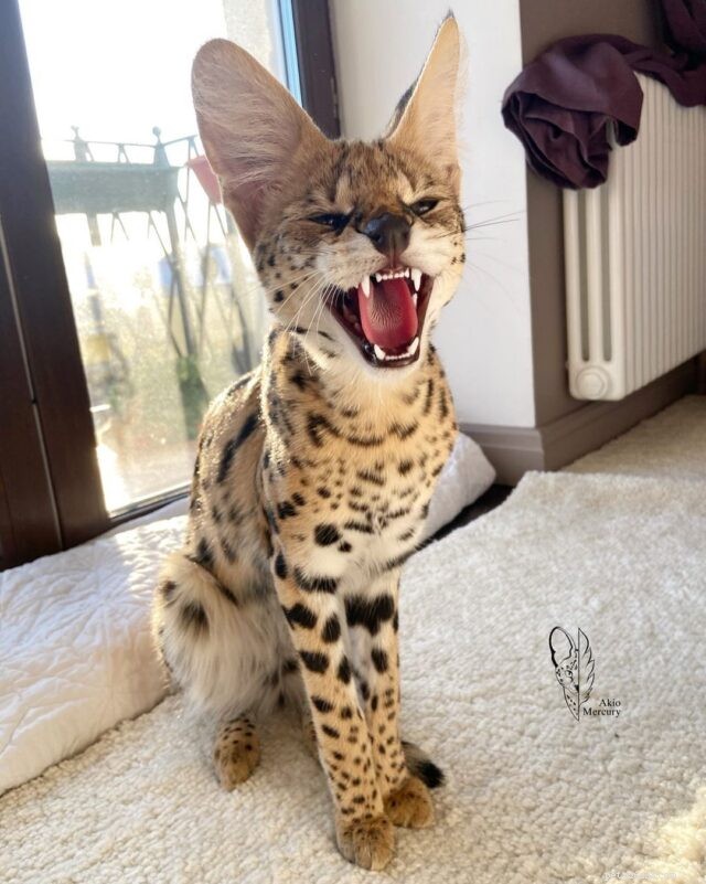 21 Cat Breeds That Behave Like Dogs: Find Your Dog‑Like Feline Companion