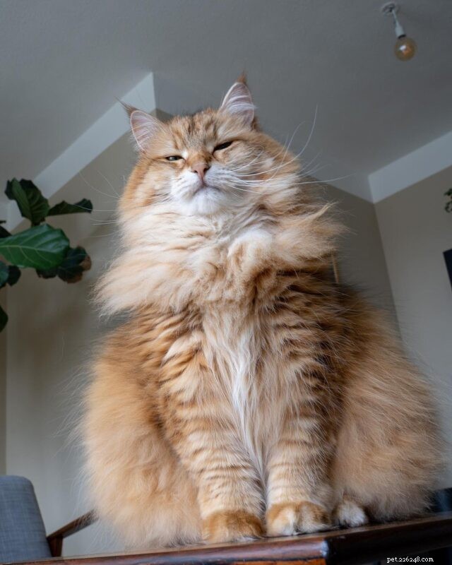 21 Cat Breeds That Behave Like Dogs: Find Your Dog‑Like Feline Companion