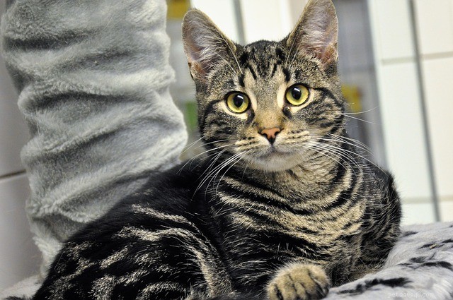 21 Cat Breeds That Behave Like Dogs: Find Your Dog‑Like Feline Companion