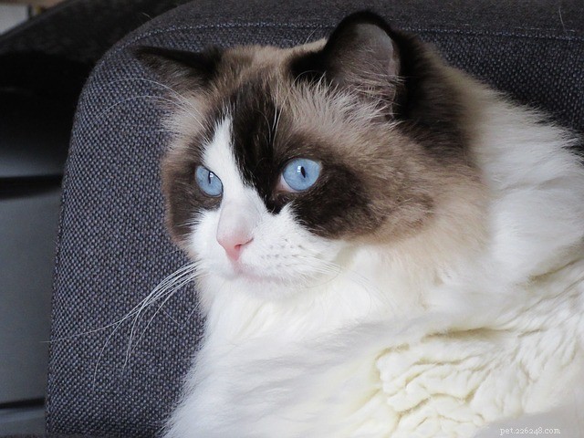 21 Cat Breeds That Behave Like Dogs: Find Your Dog‑Like Feline Companion