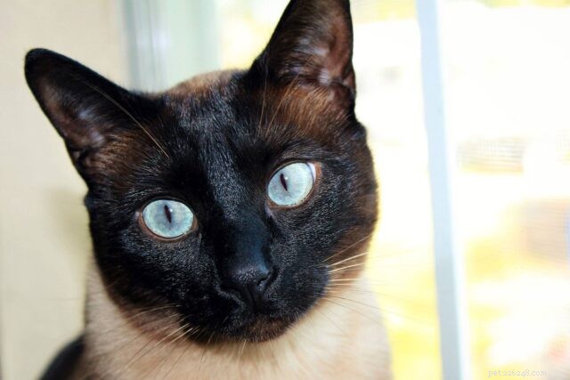 21 Cat Breeds That Behave Like Dogs: Find Your Dog‑Like Feline Companion
