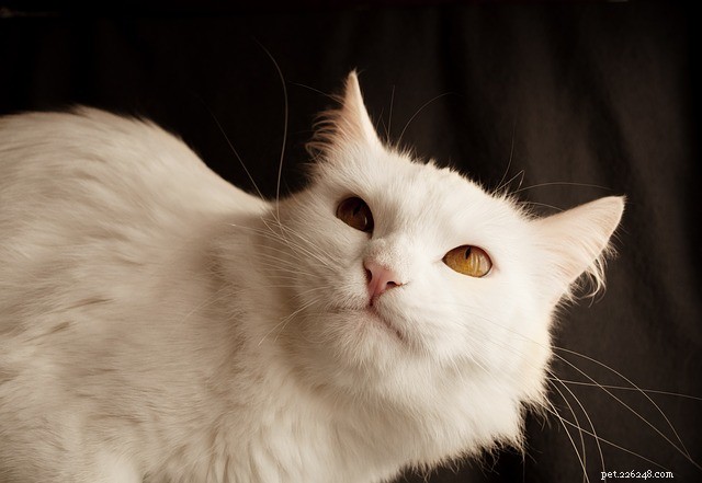 21 Cat Breeds That Behave Like Dogs: Find Your Dog‑Like Feline Companion