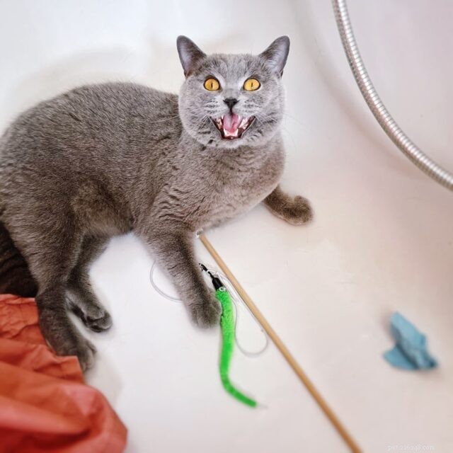 CattyCorner: Uncovering the Secrets Behind the Closed Door