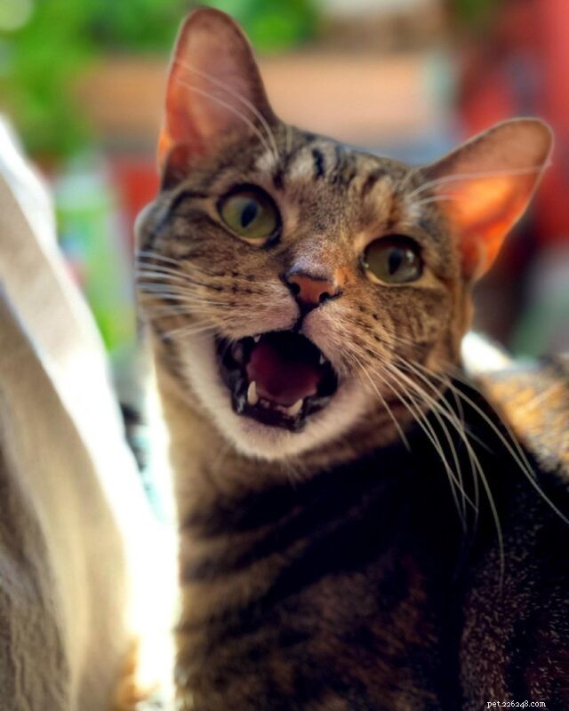 CattyCorner: Uncovering the Secrets Behind the Closed Door