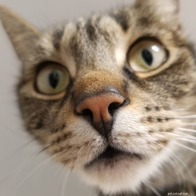 CattyCorner: 7 Essential Questions Every Cat Owner Should Ask