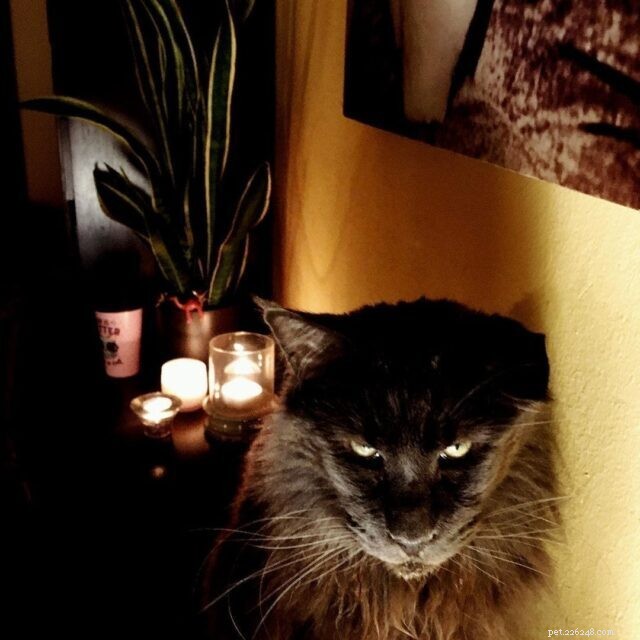 CattyCorner: 7 Essential Questions Every Cat Owner Should Ask