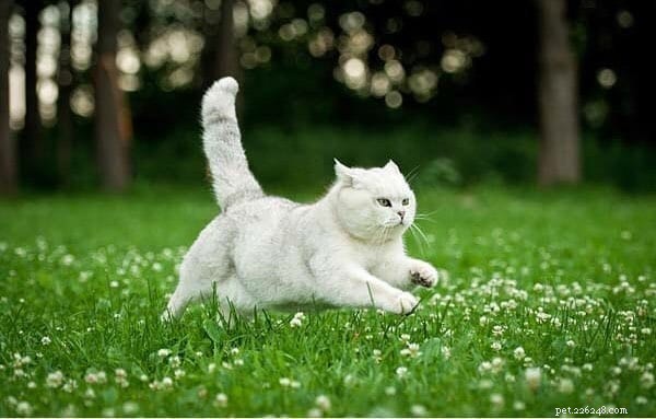 CattyCorner: 7 Essential Questions Every Cat Owner Should Ask
